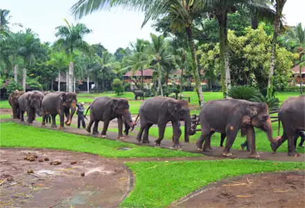 �G���t�@���g �T�t�@�� �p�[�N ���b�W �o��