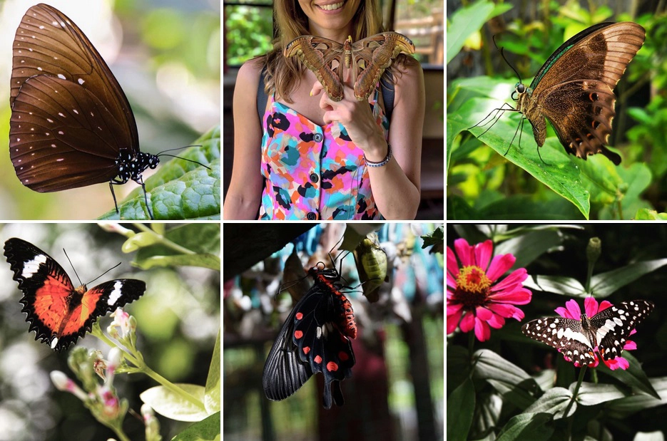 bali butterfly-park
